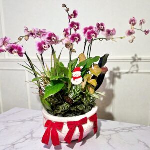 Orchids Festive